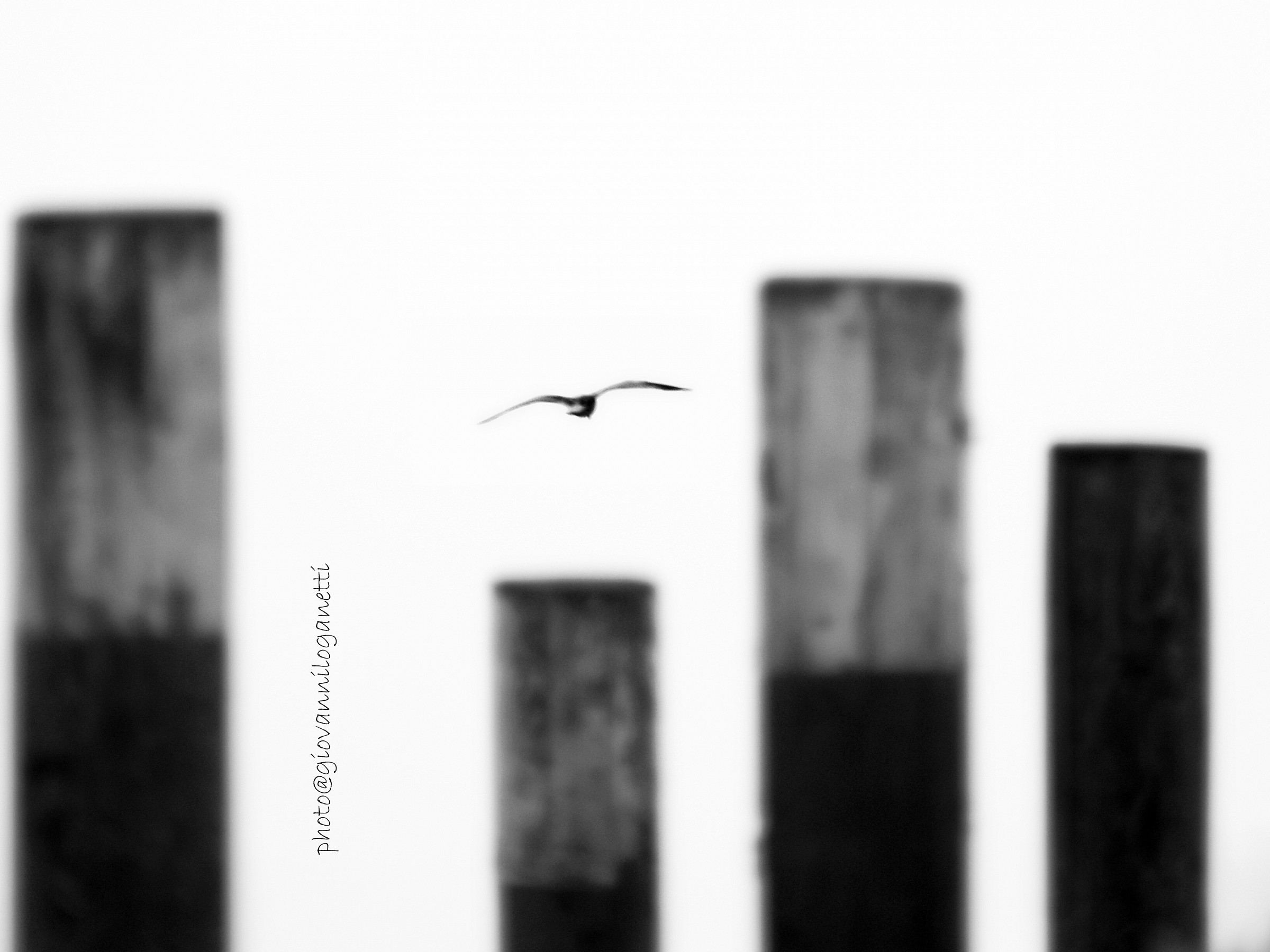 Cristoforo il Colombo che si credeva gabbiano