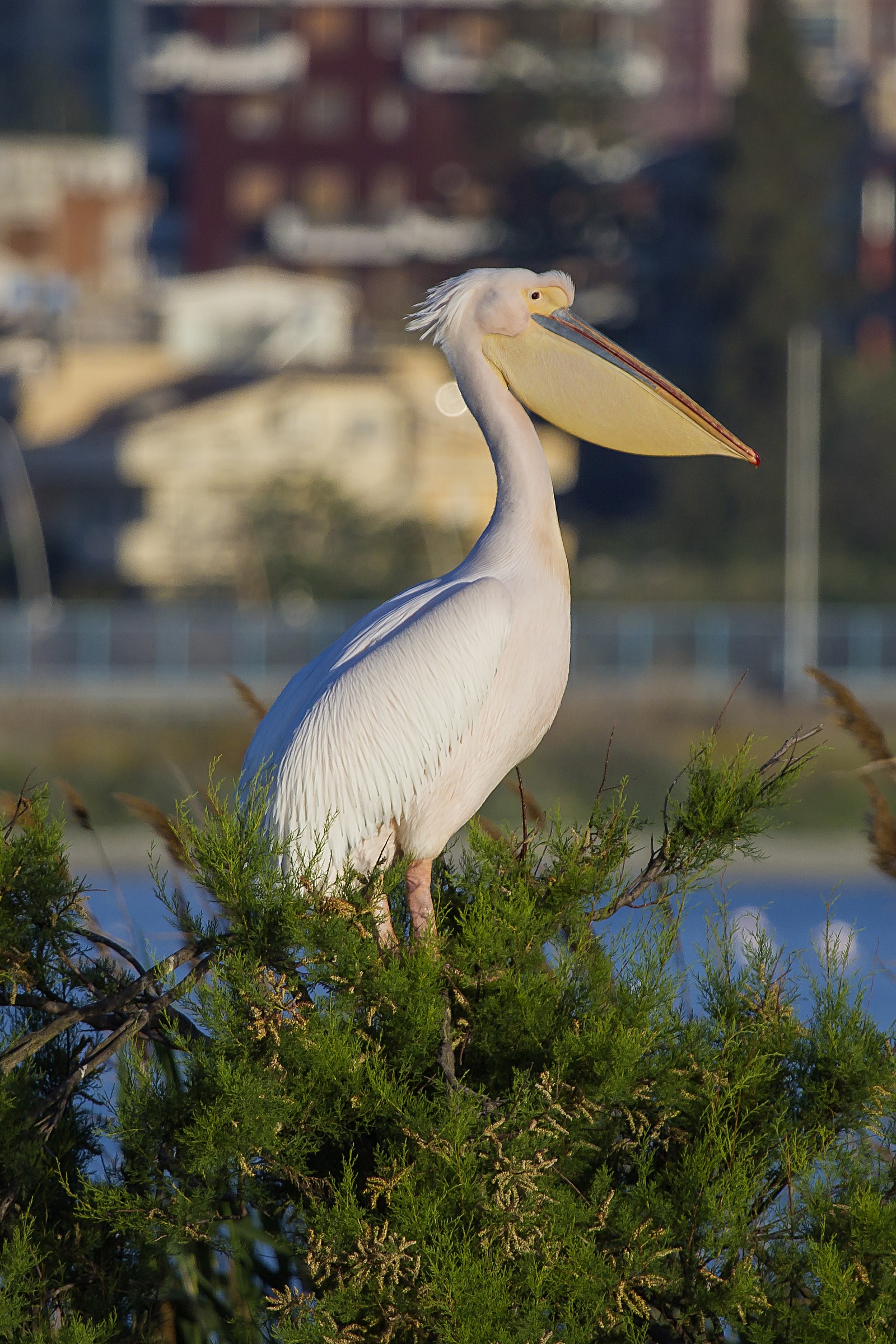 Pellicano cagliaritano