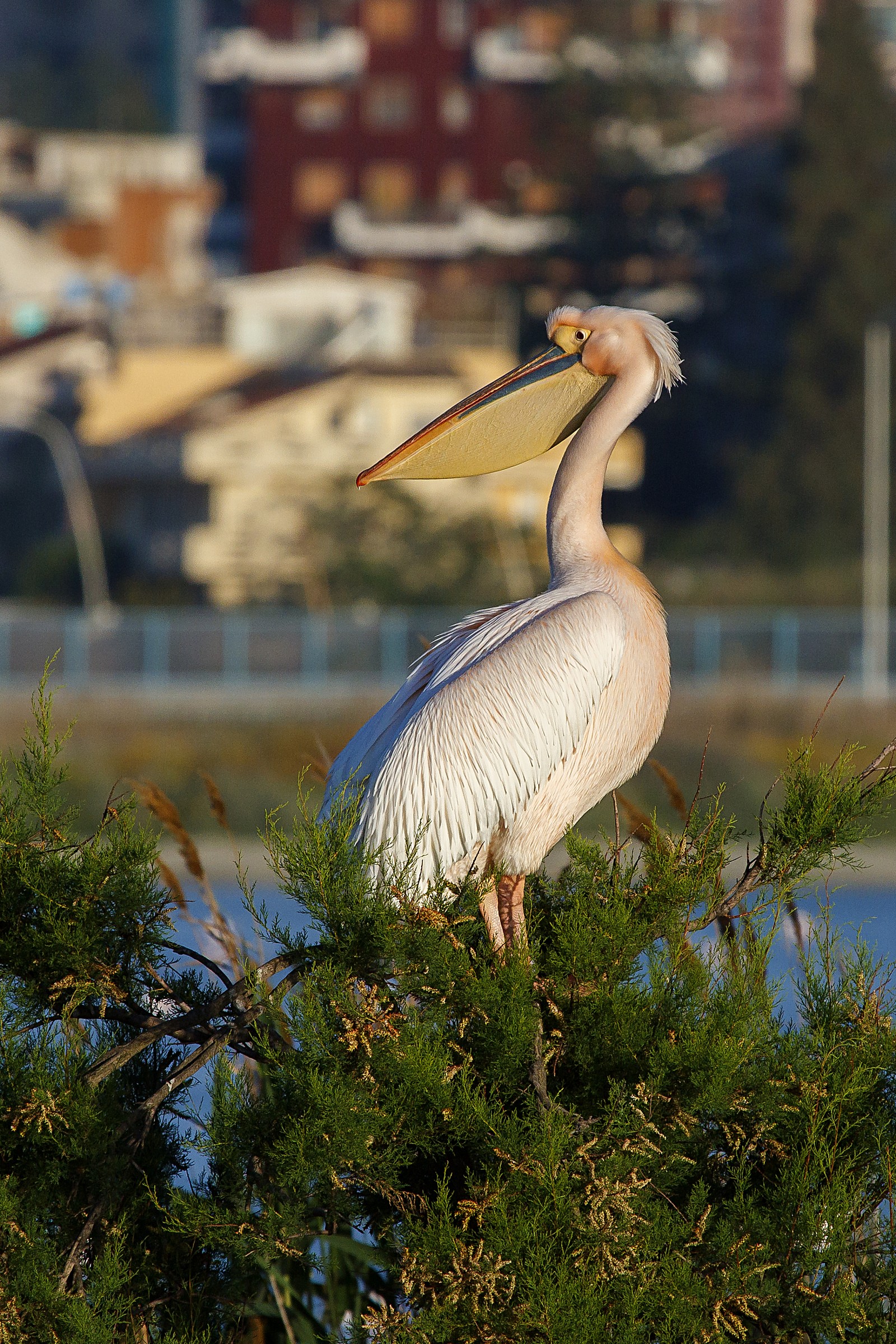 Pellicano cagliaritano