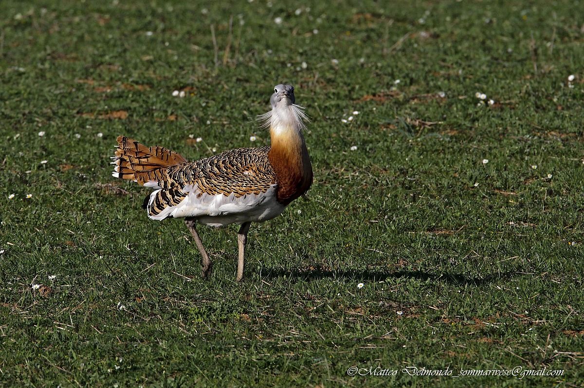 Bustard