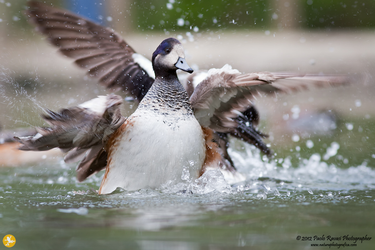 Fistione del cile_01