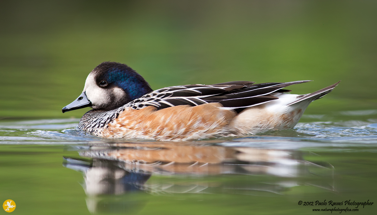 Fistione del cile_02