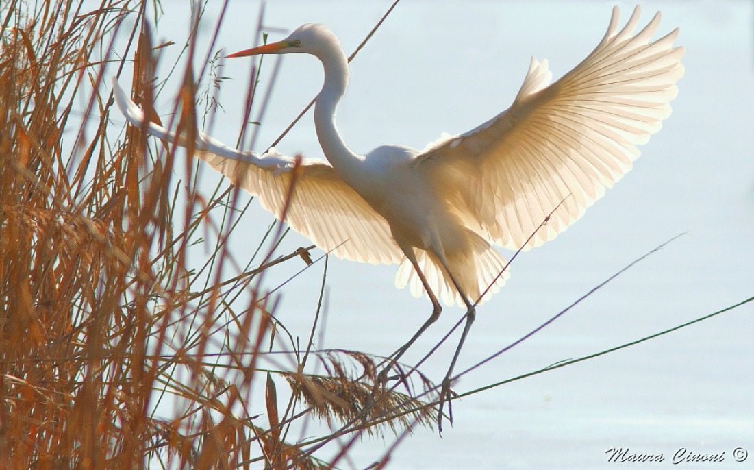 Airone Bianco In Controluce