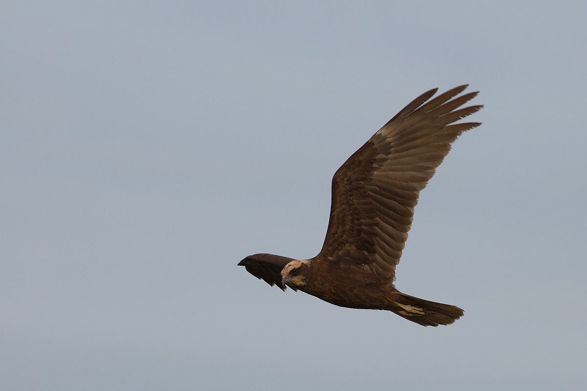 Marsh Harrier