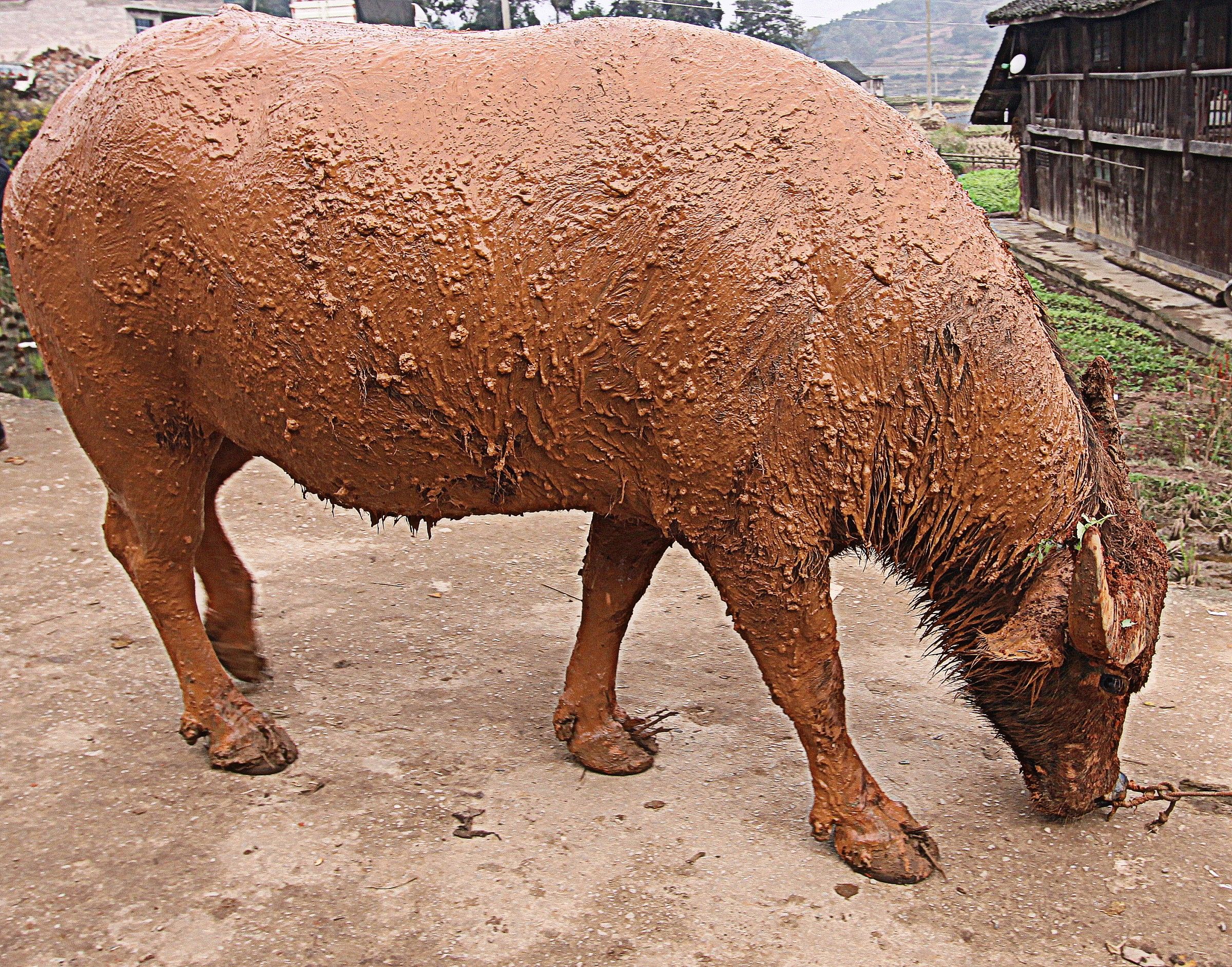 Protezione contro insetti fastidiosi.