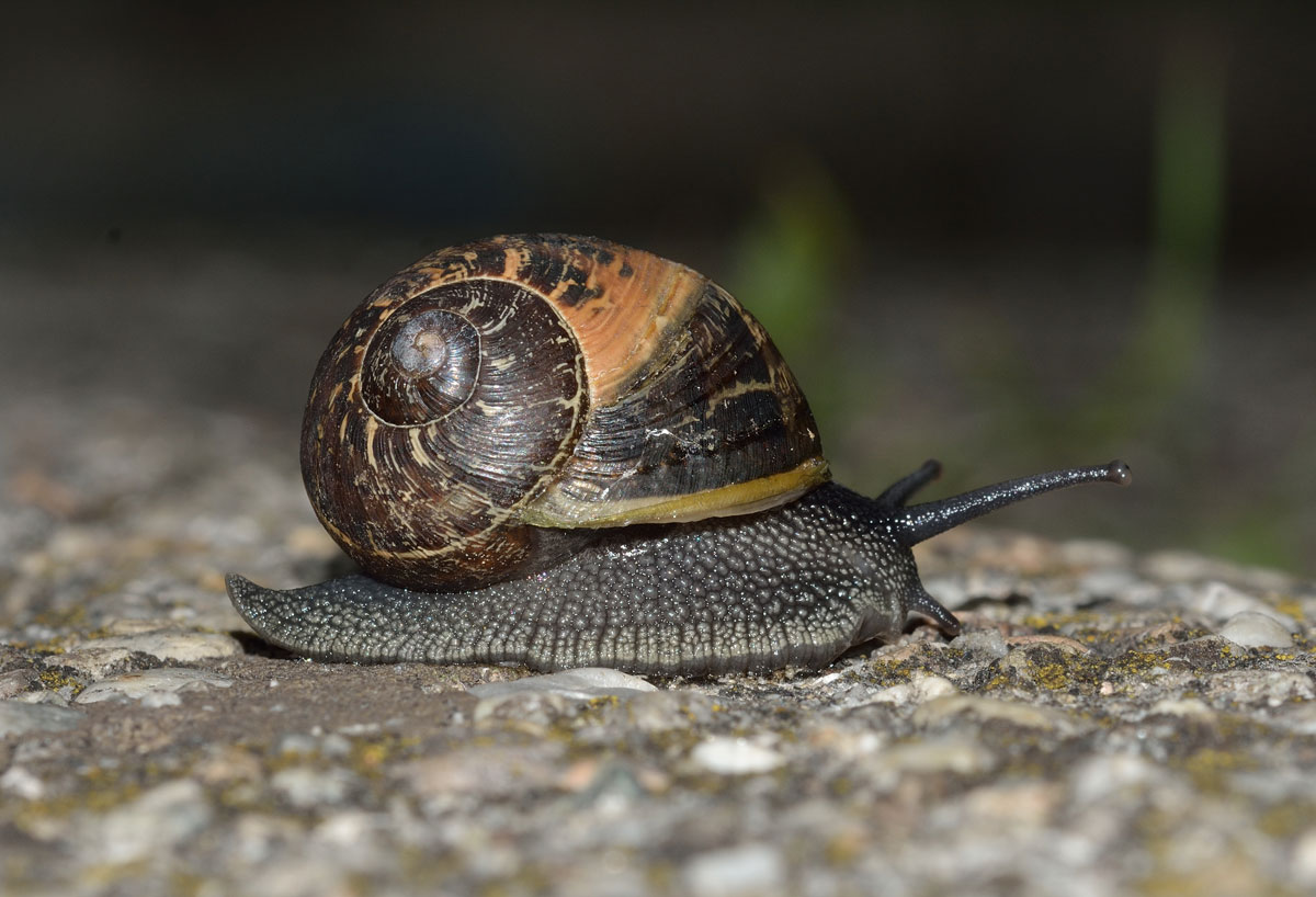 Chi va piano.........