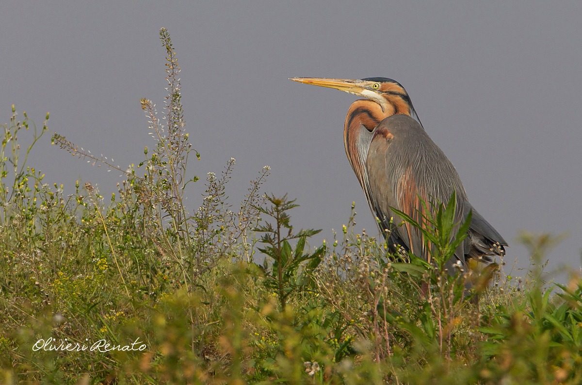 Airone Rosso ( Ardea Purpurea )