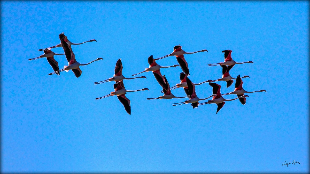 quasi un copia incolla