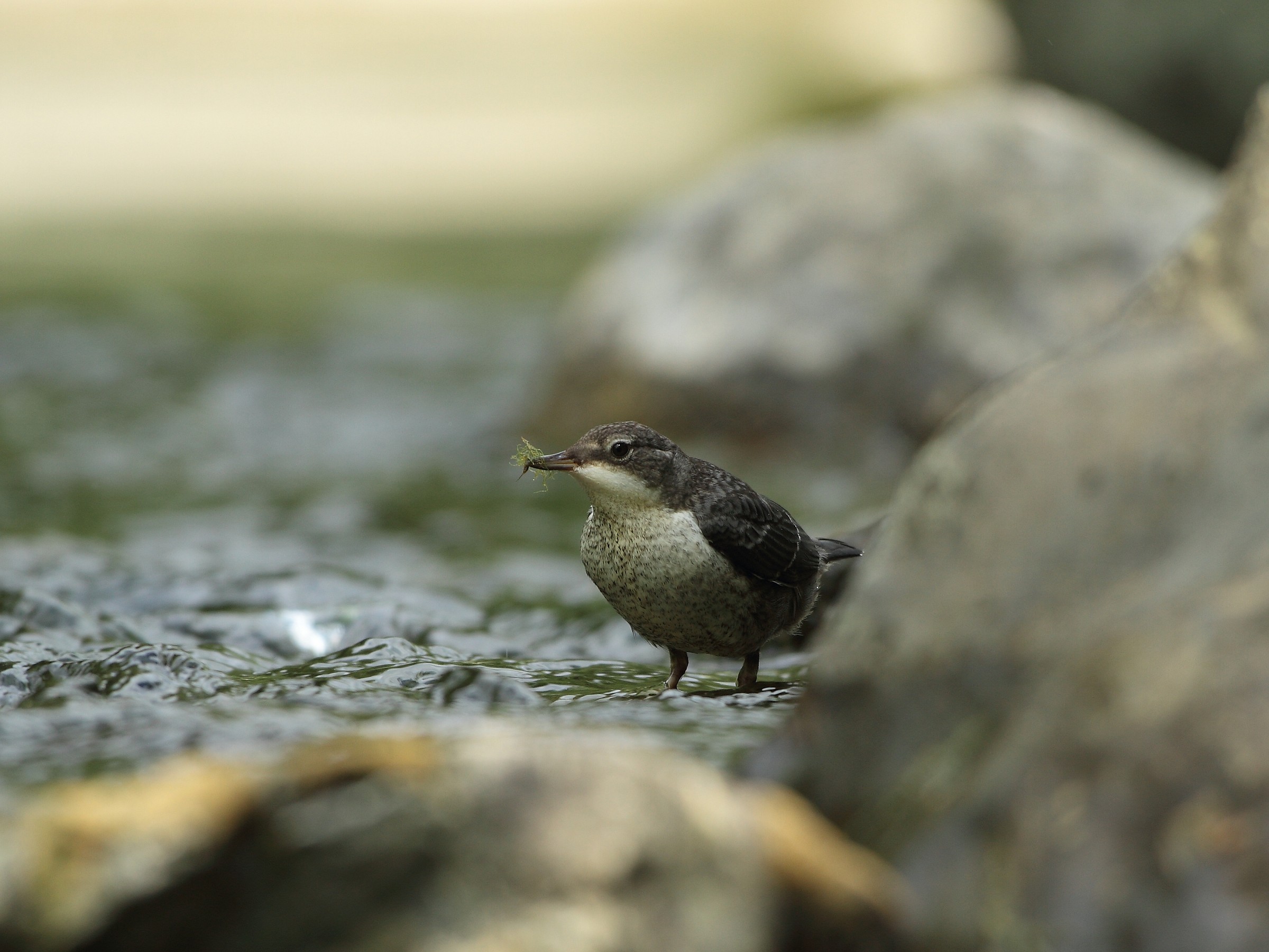 Merlo acquaiolo Juv.