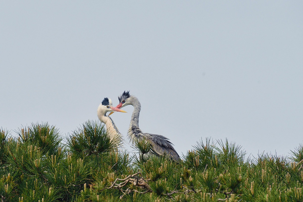 Herons nesting in Greys