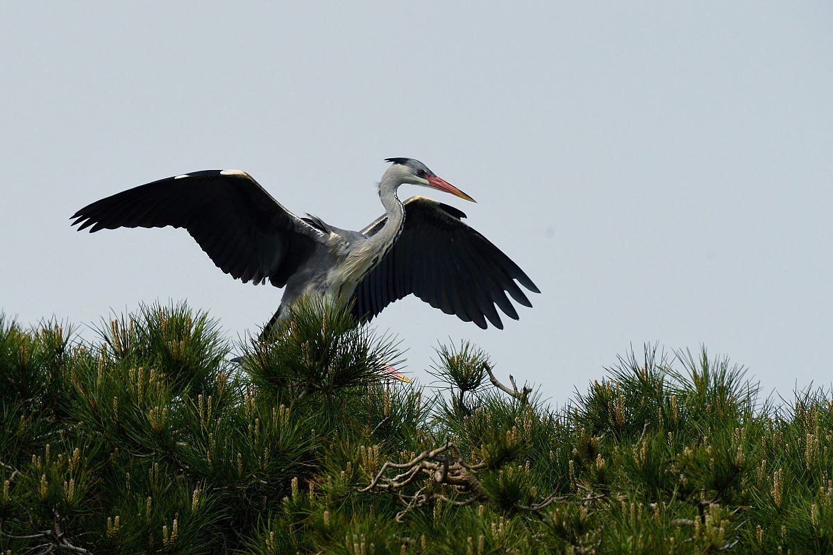 Herons nesting in Greys