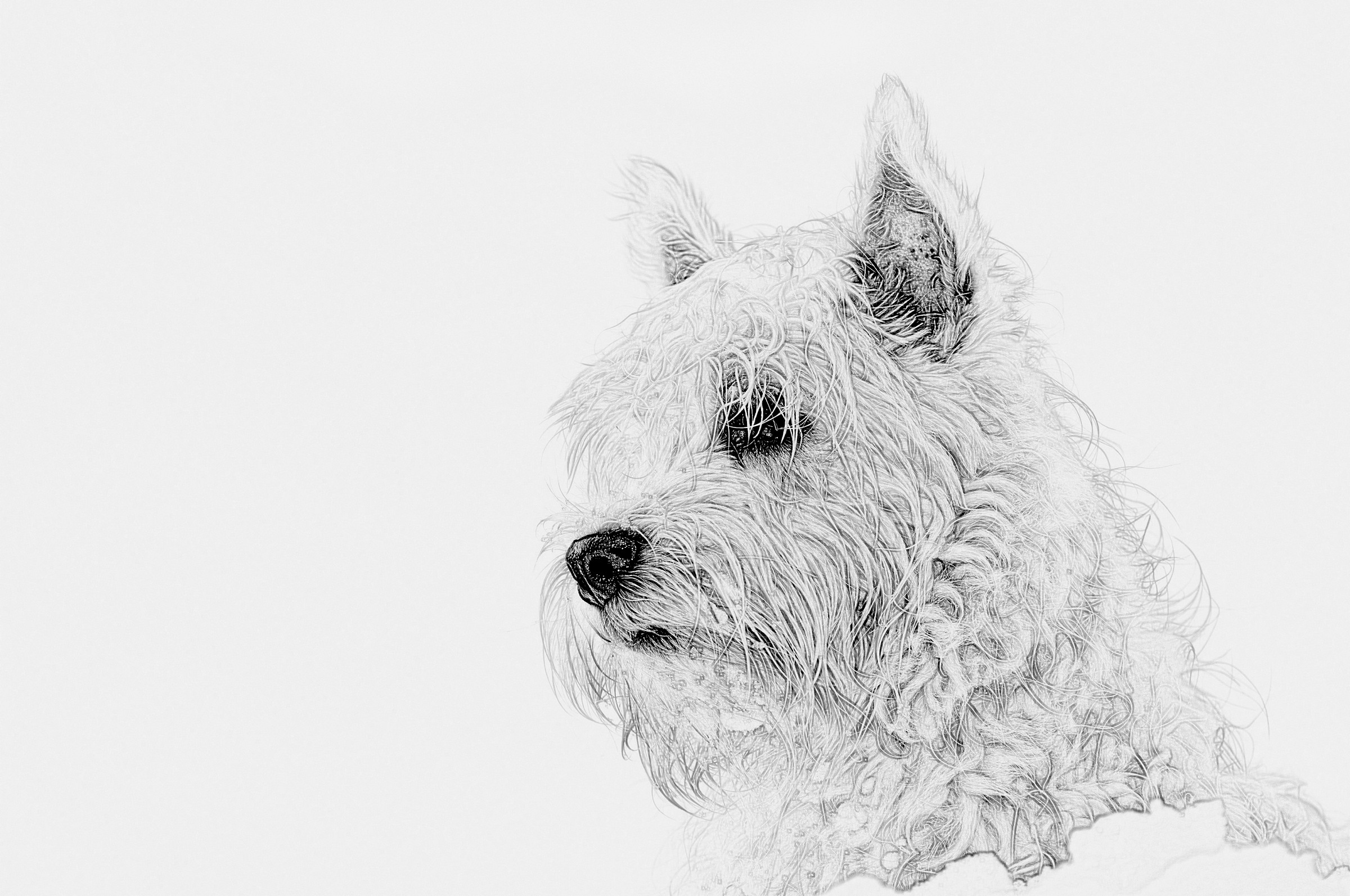 my westie again