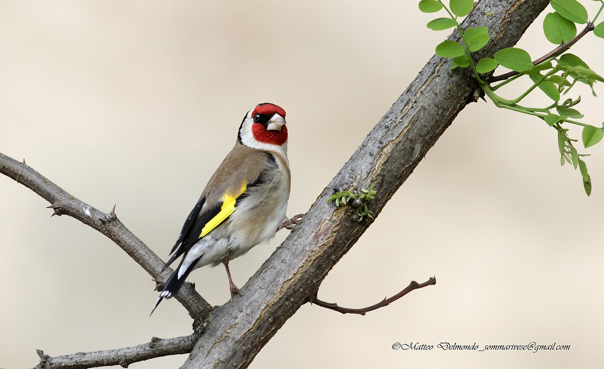 Goldfinch