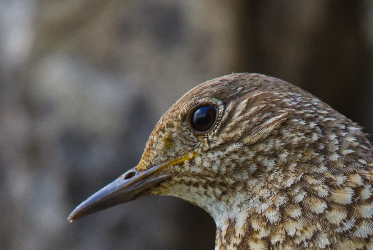 Nei suoi occhi  i monti ed il cielo della Garfagnana