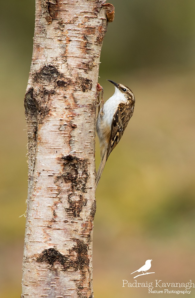 Treecreeper