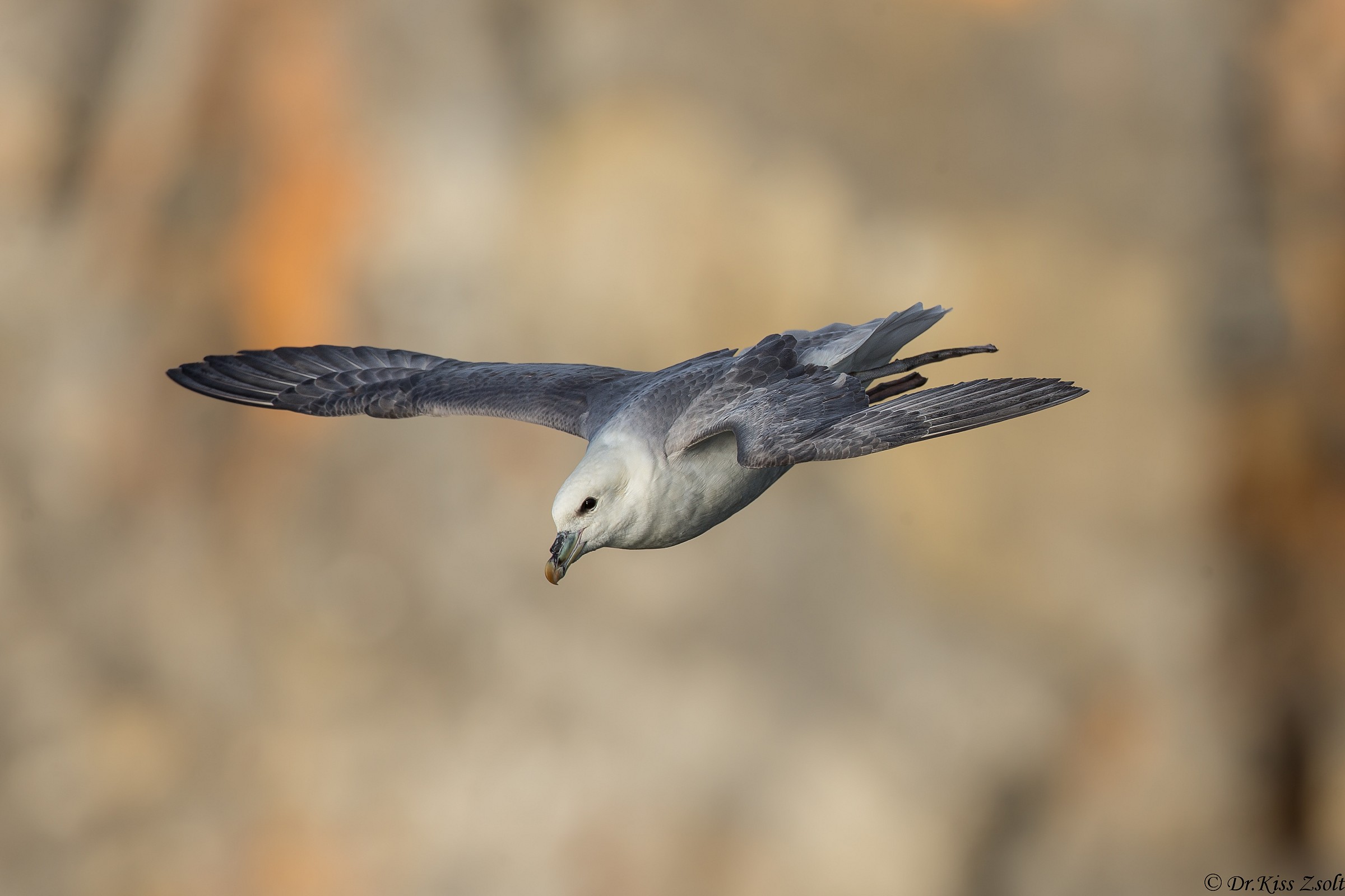 Fulmar