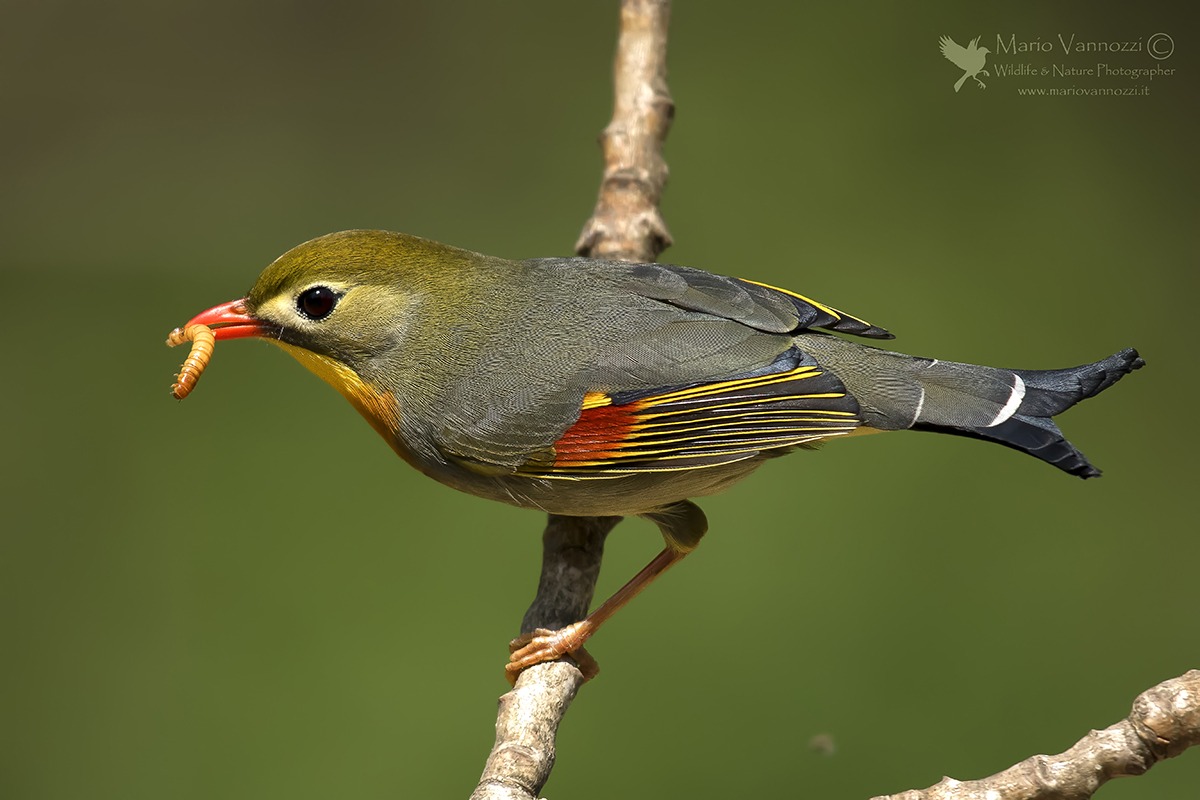 The meal .... (Nightingale of Japan).