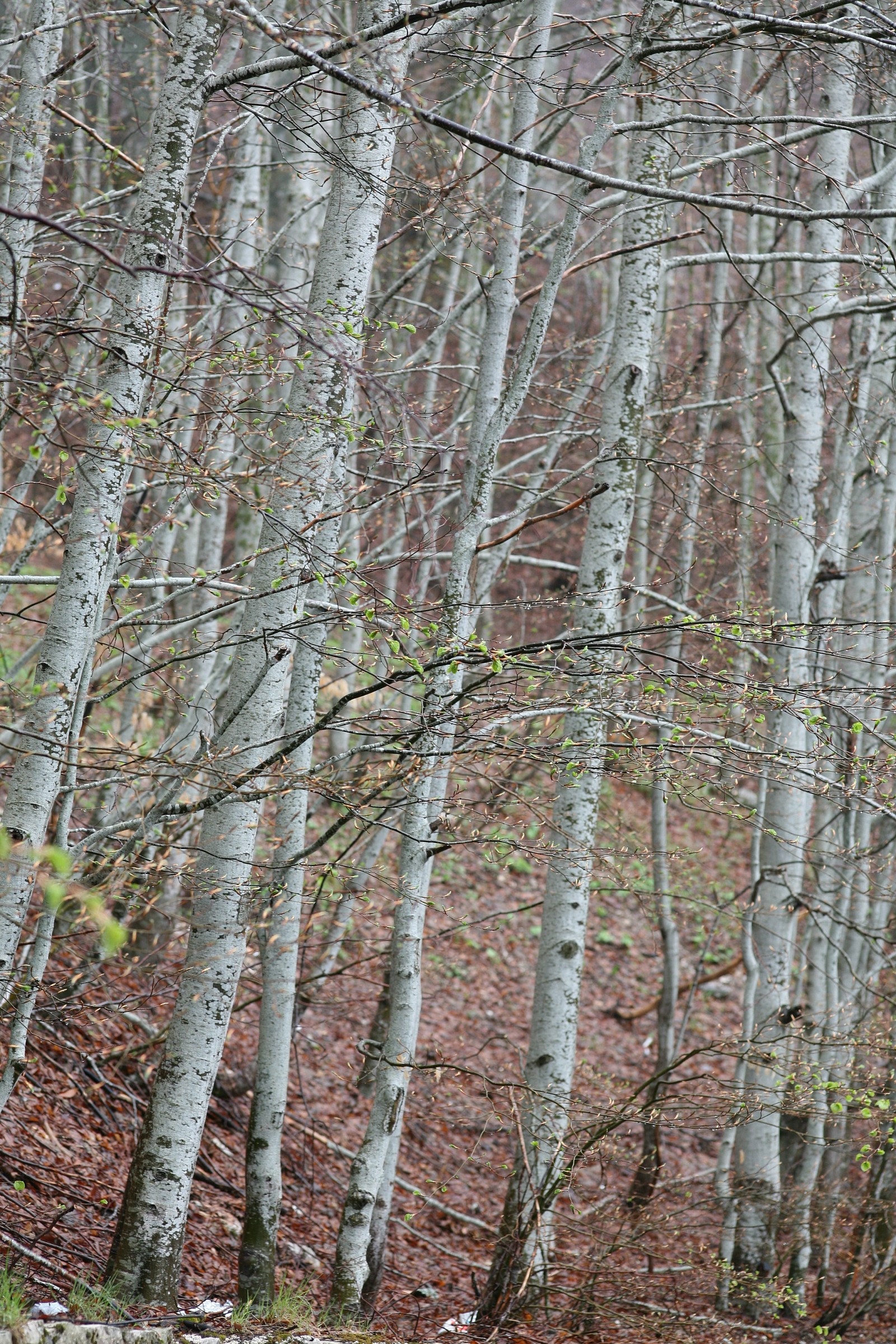 Il polmone del mondo.