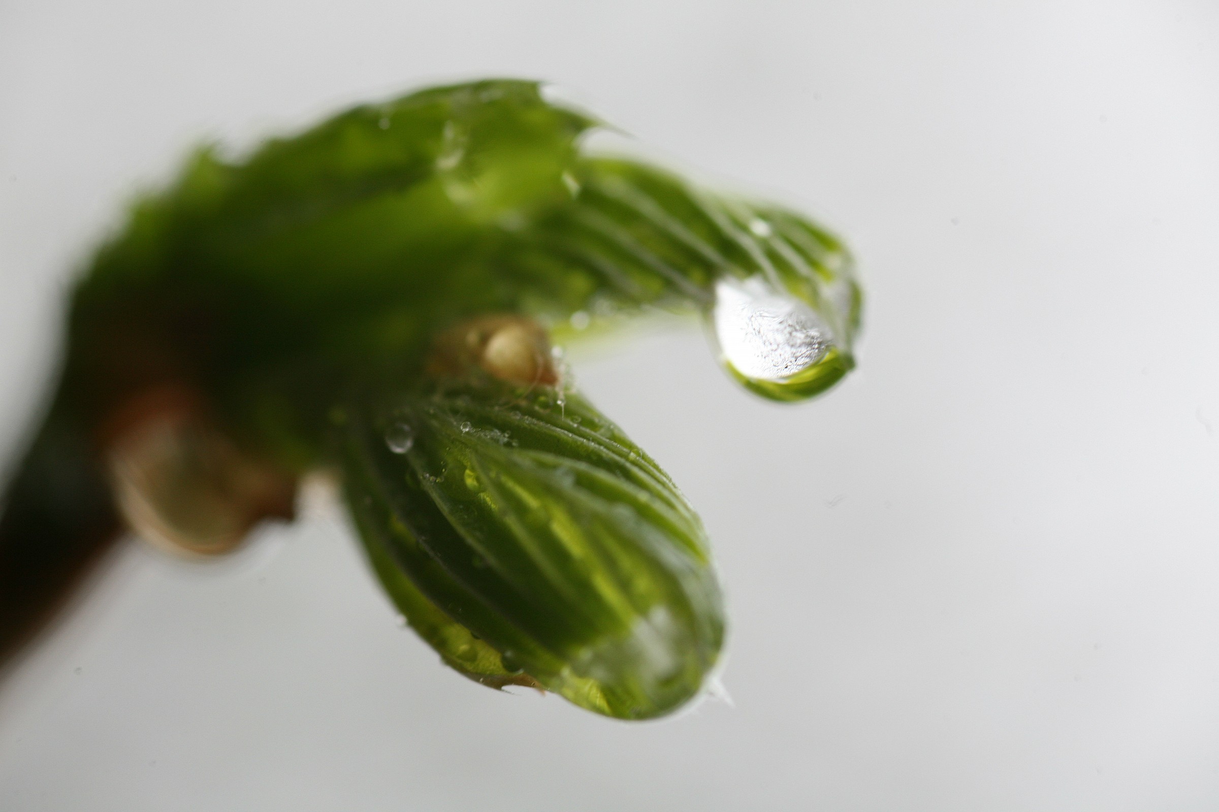 La vita in una goccia.