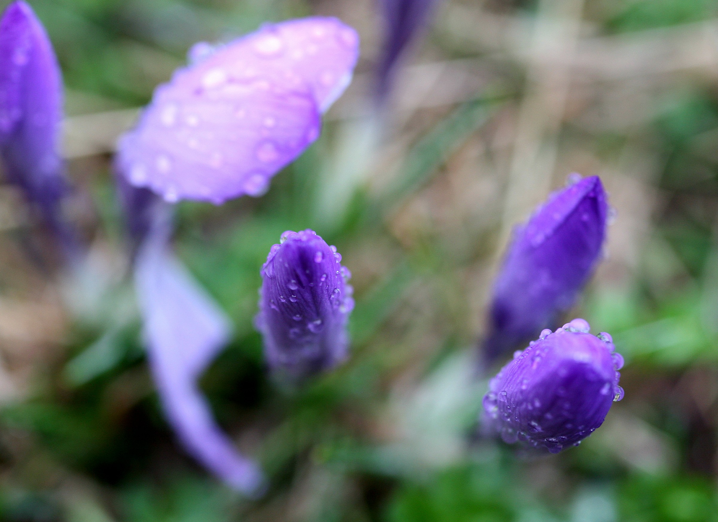 Il rsveglio del mondo.