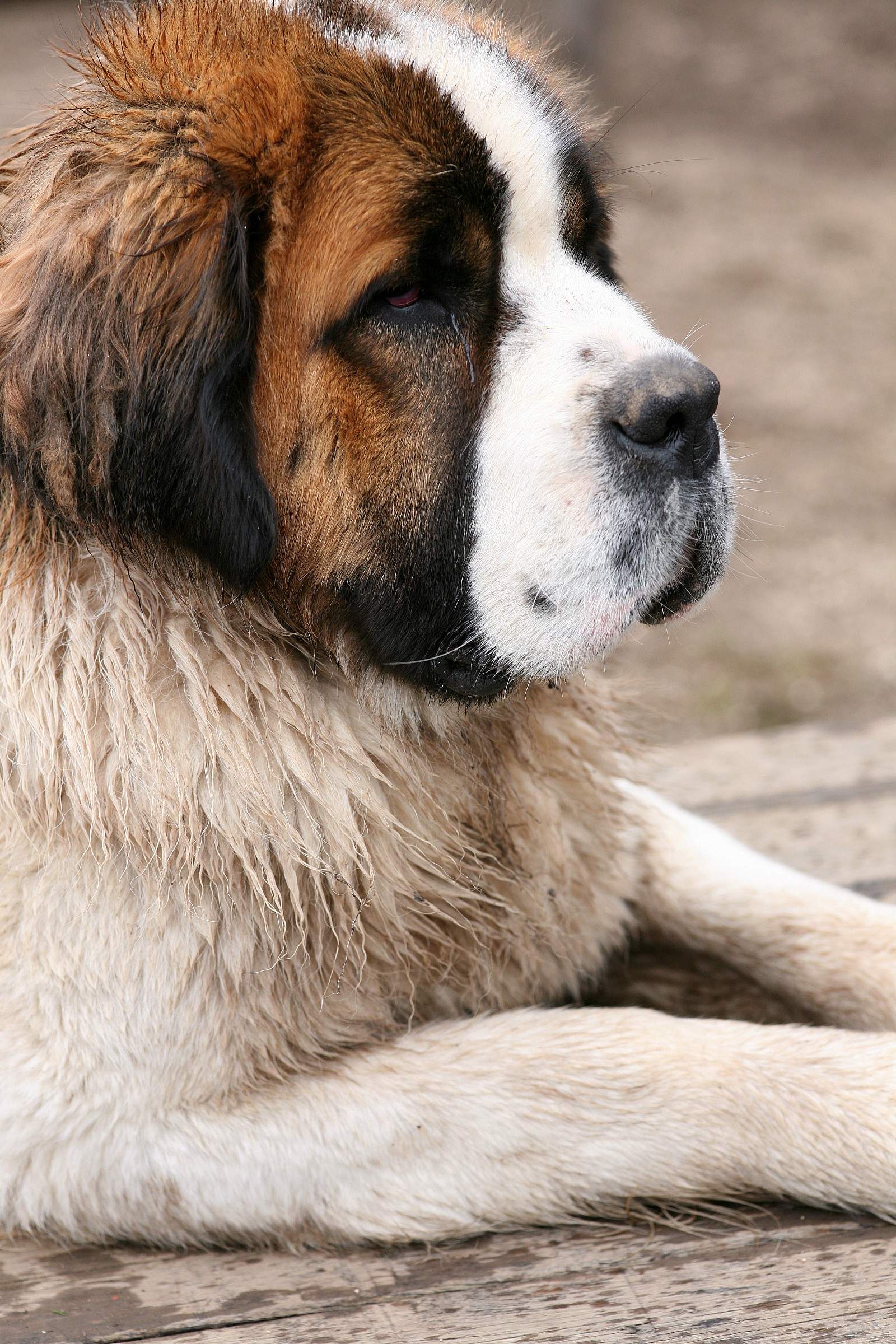 La guida del gregge!