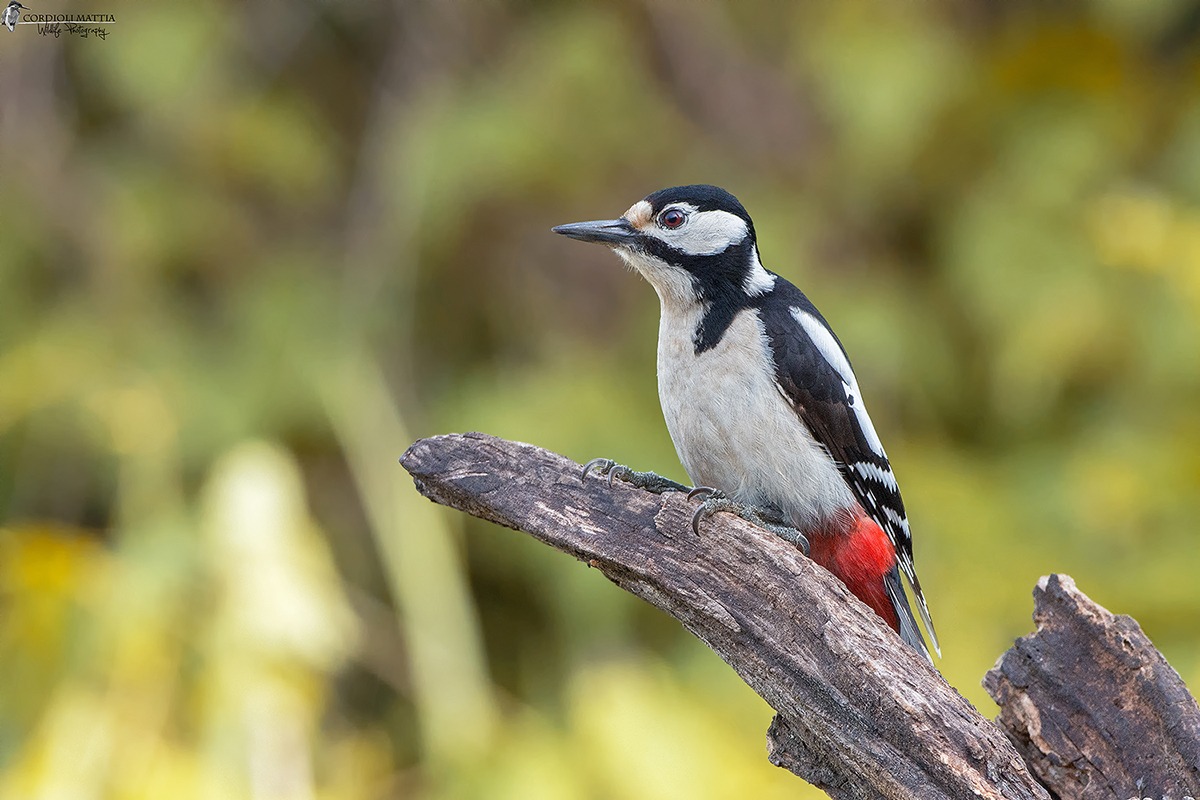 Picchio Rosso female