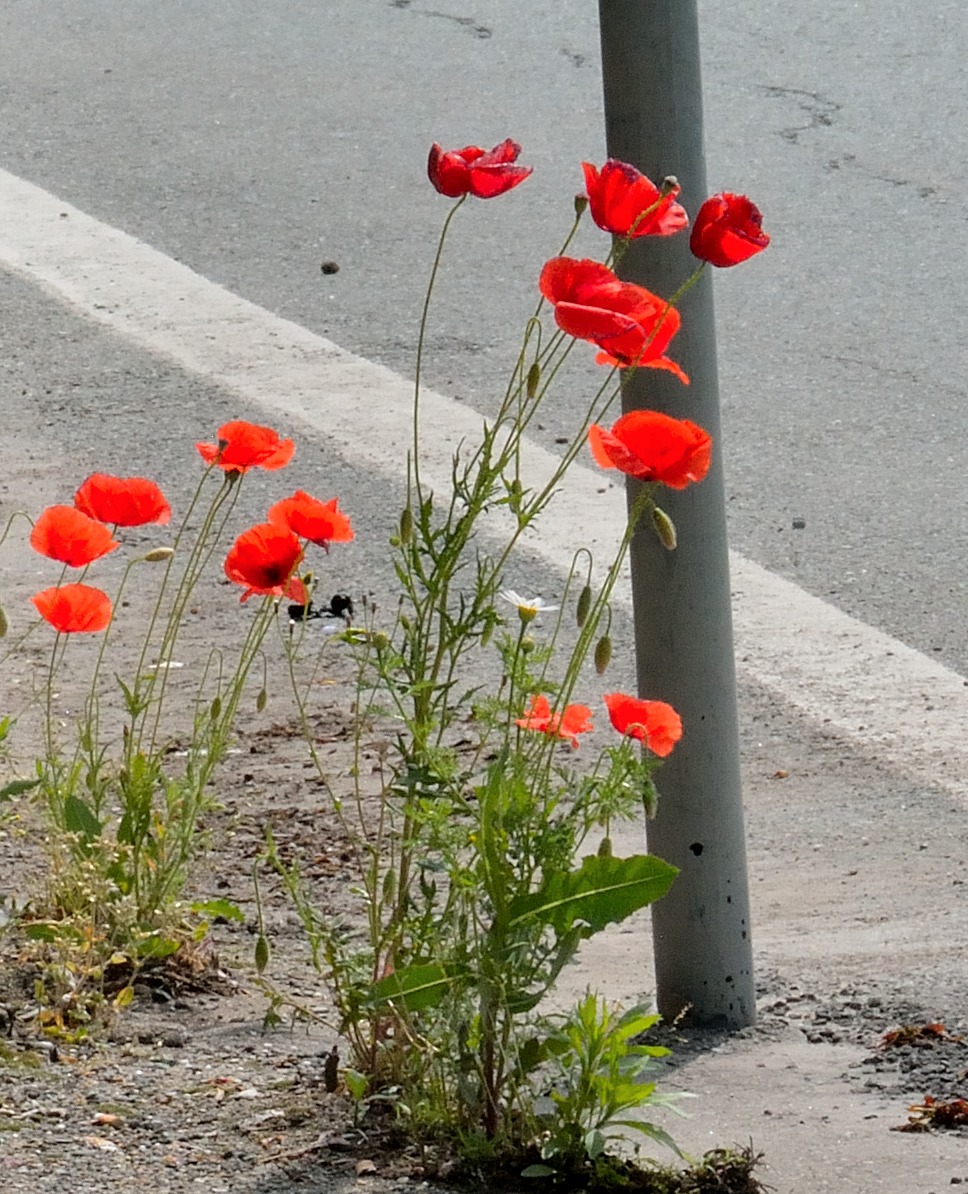 poppies street