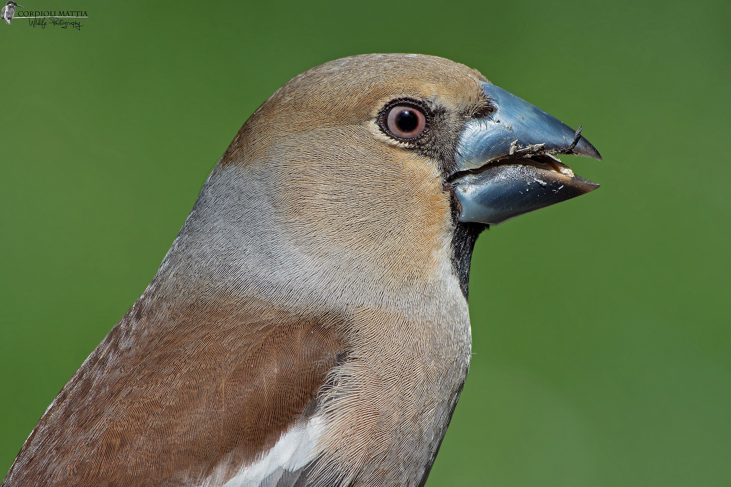 Ritrattone to Frosone