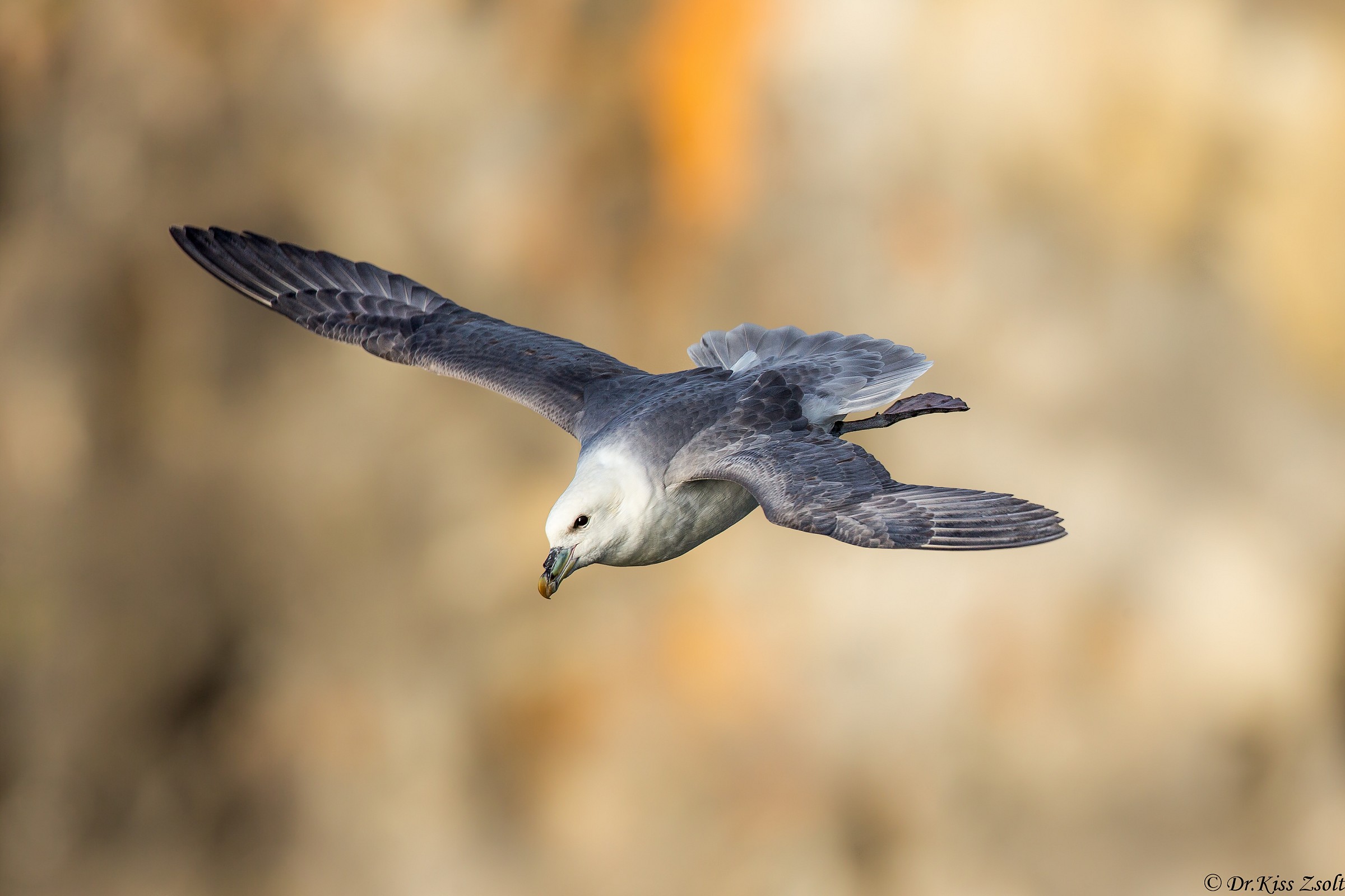 Northern fulmar