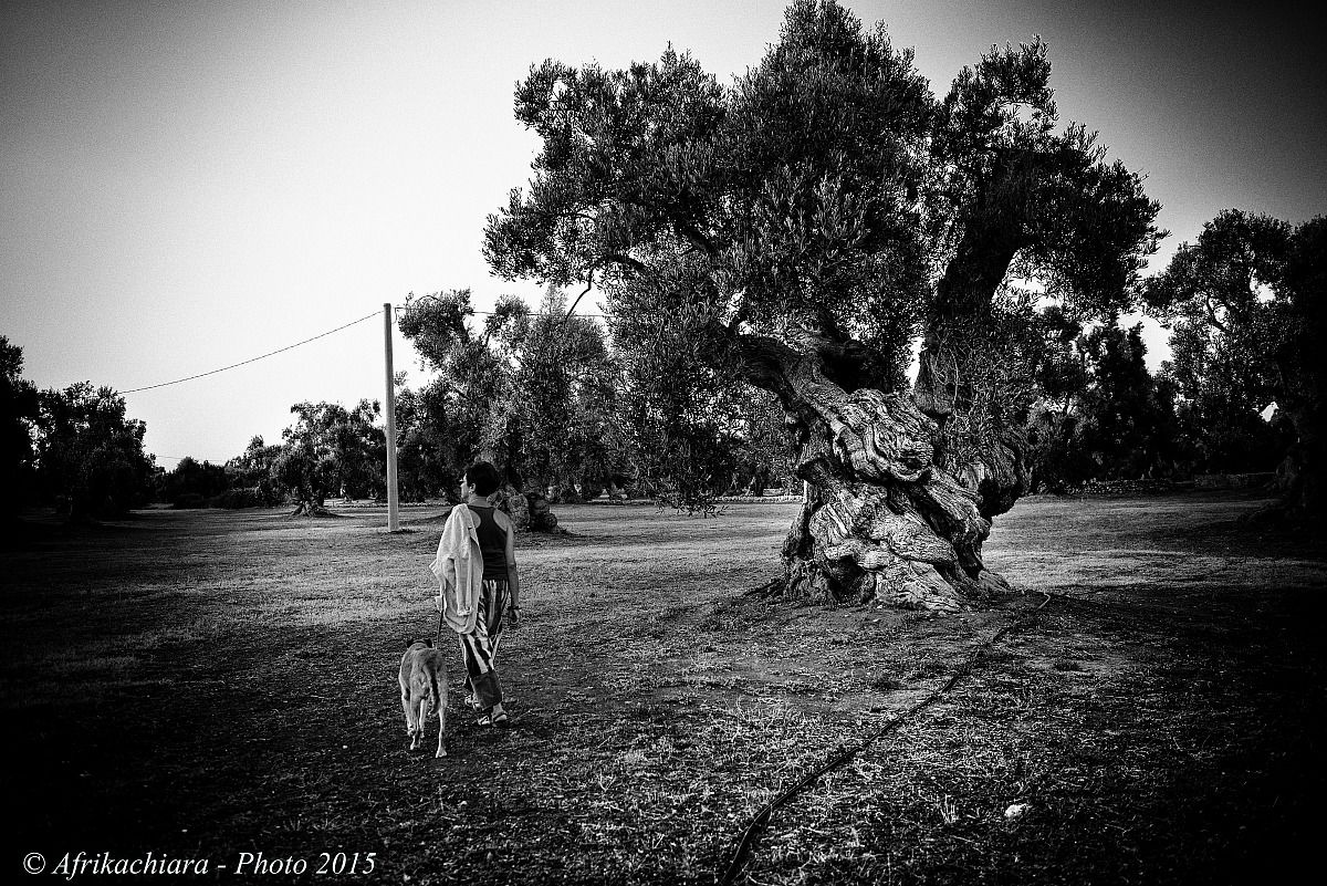 Strolling through the olive groves ...