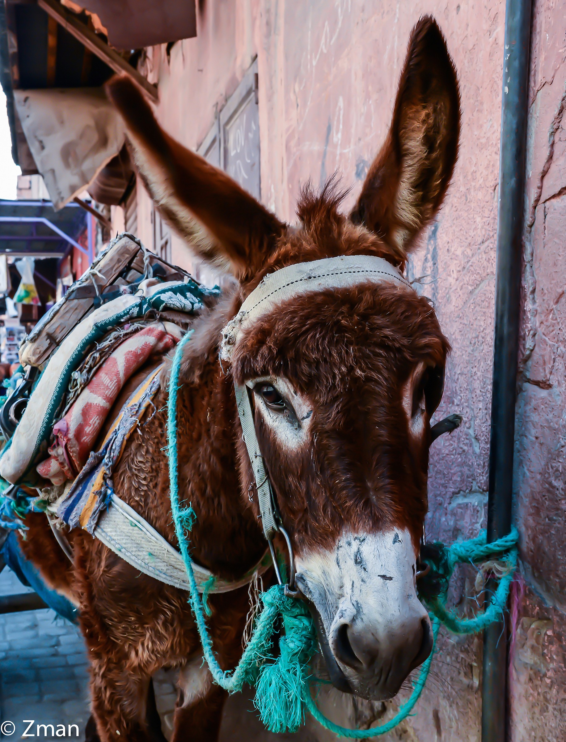 Donkey accanto a un muro