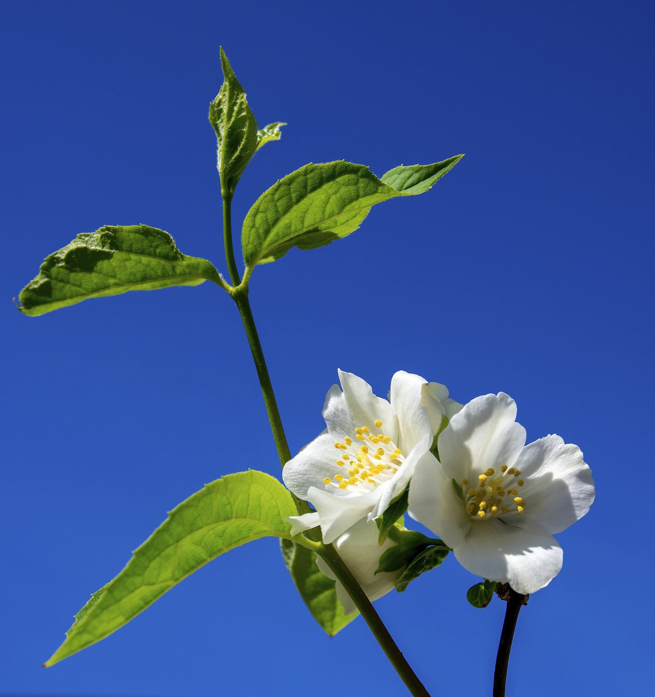 flowers in the sky of Tusa