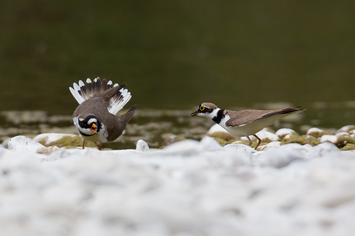 Corriere Grosso Vs Corriere Piccolo