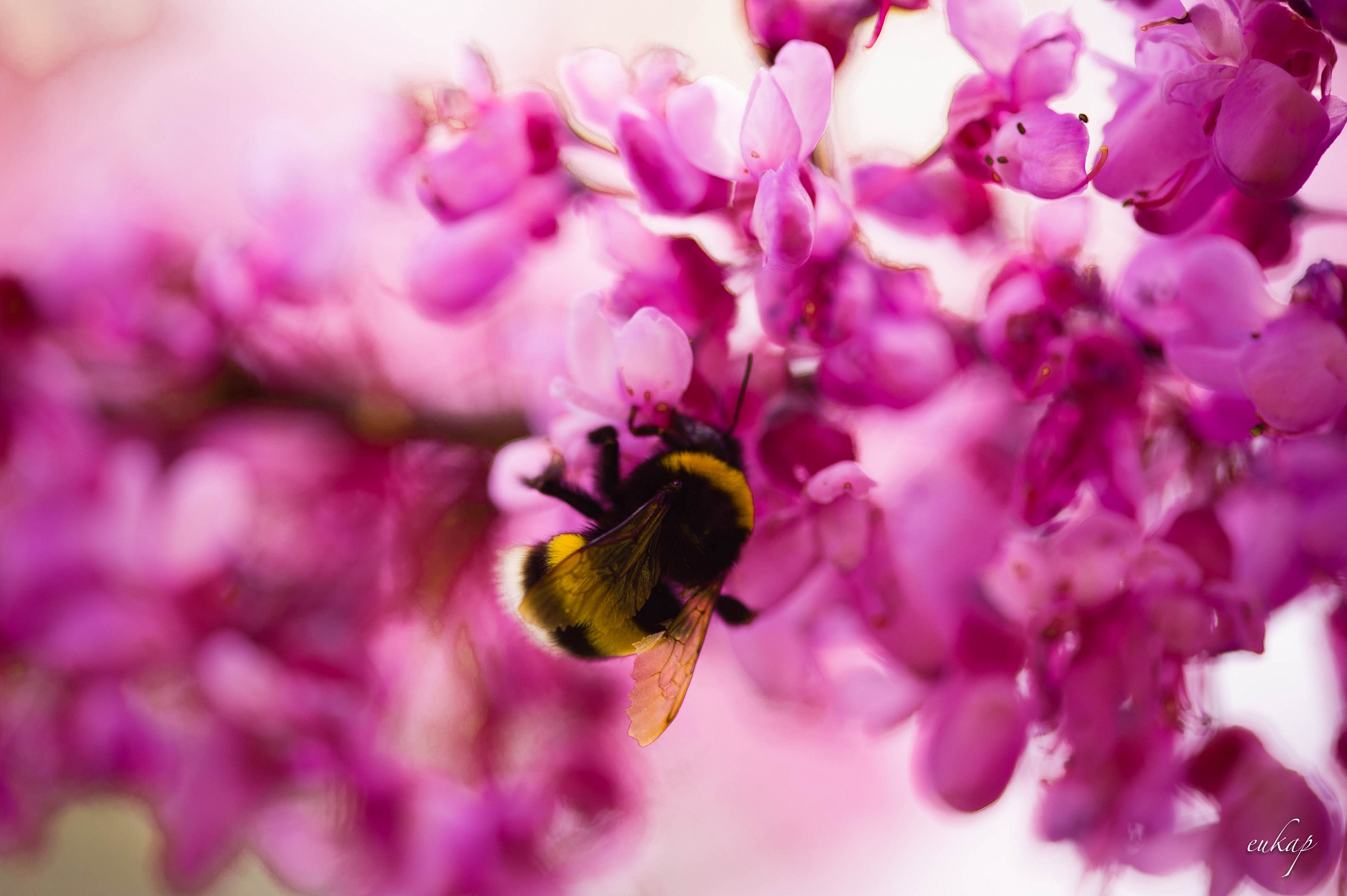 bombus