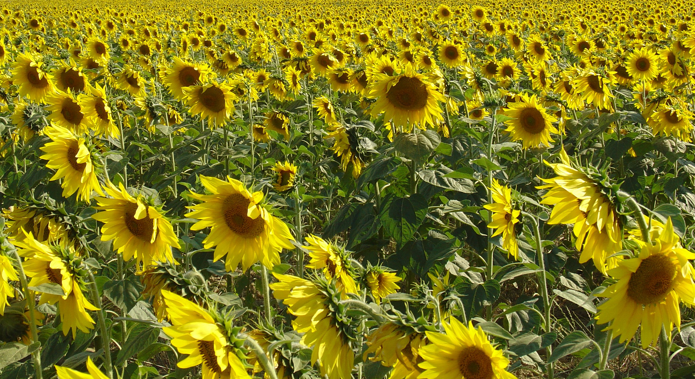 An expanse of yellow