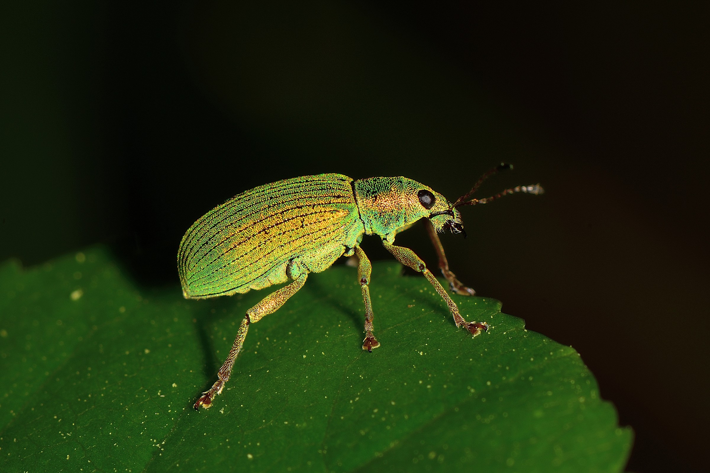 Phyllobius