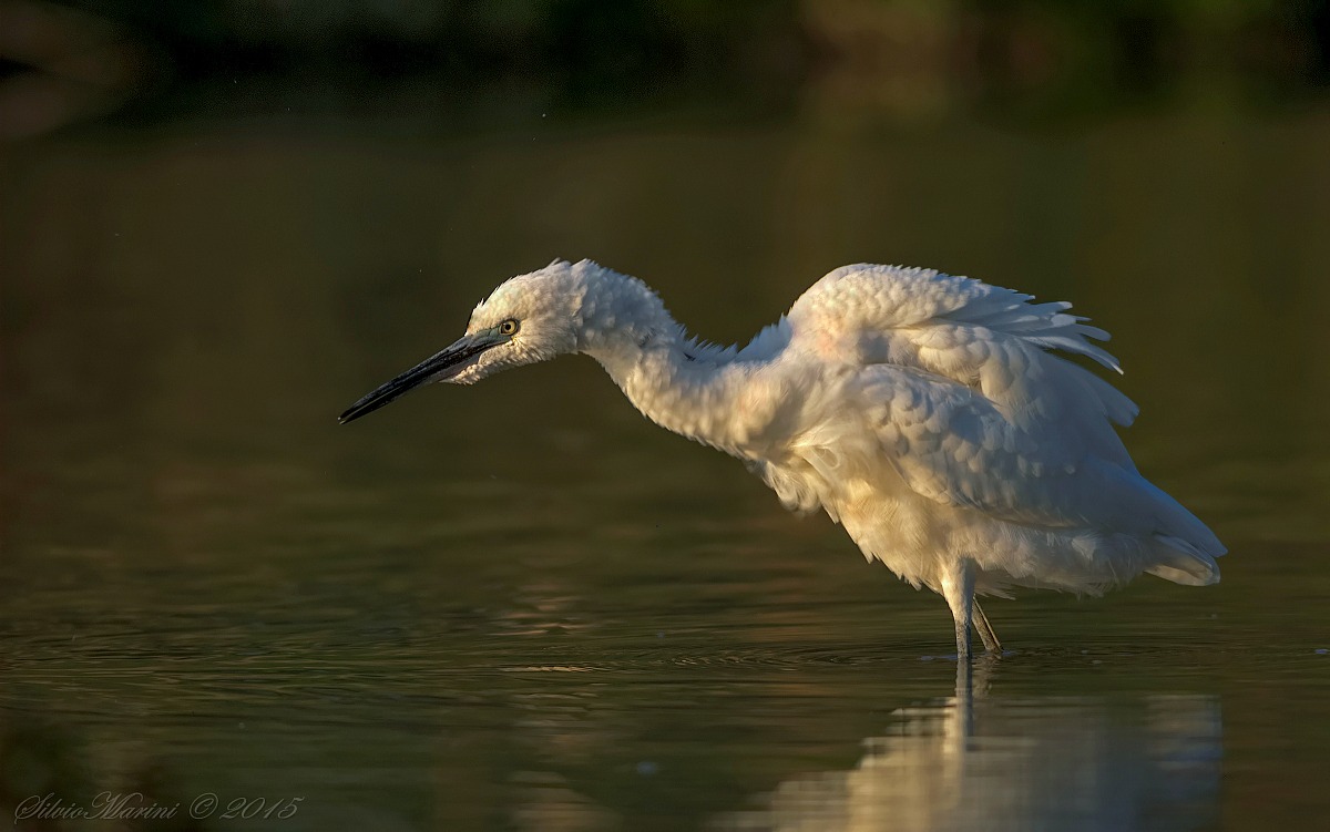 Garzetta (Egreta garzetta)