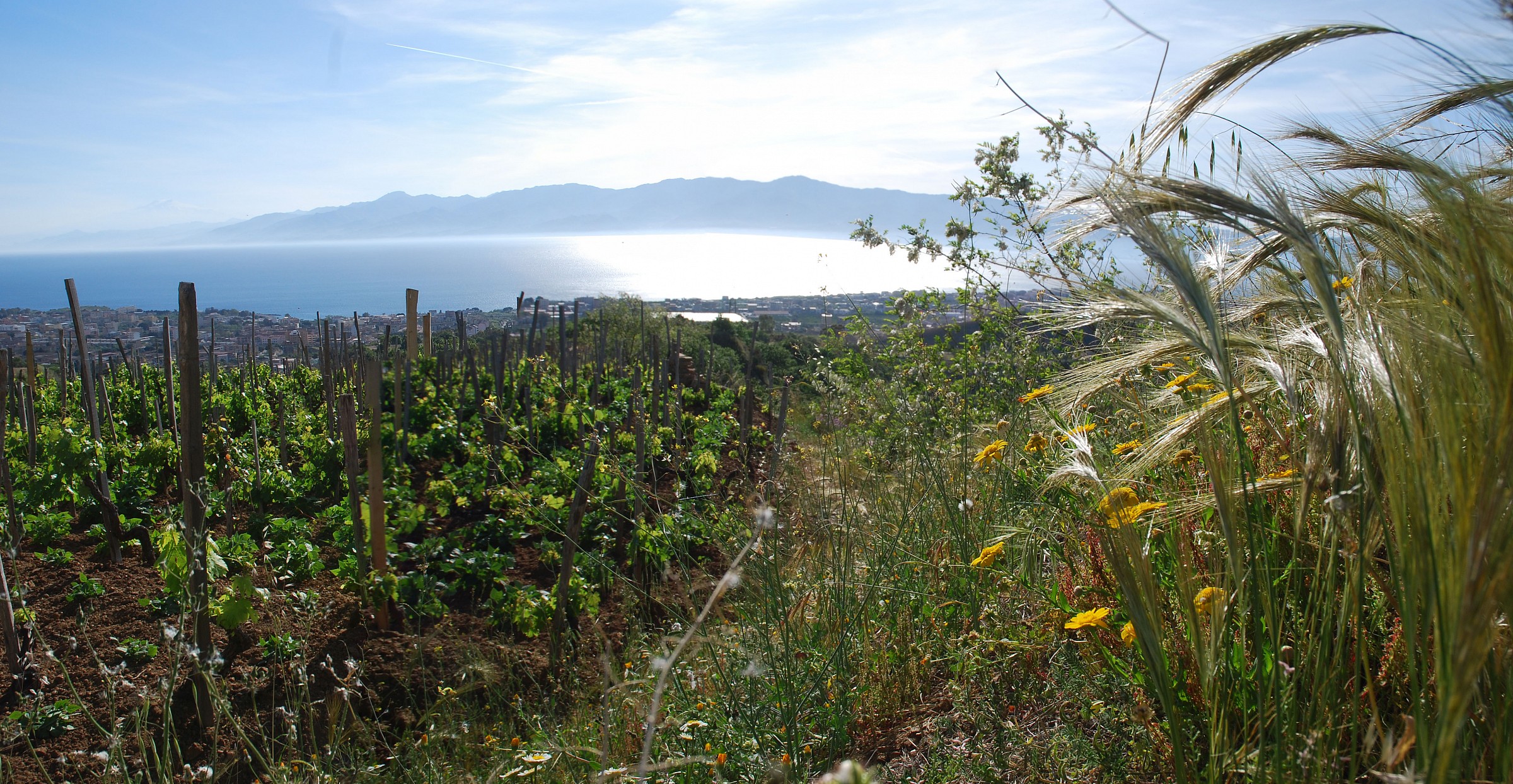 Lo stretto dietro il cespuglio....