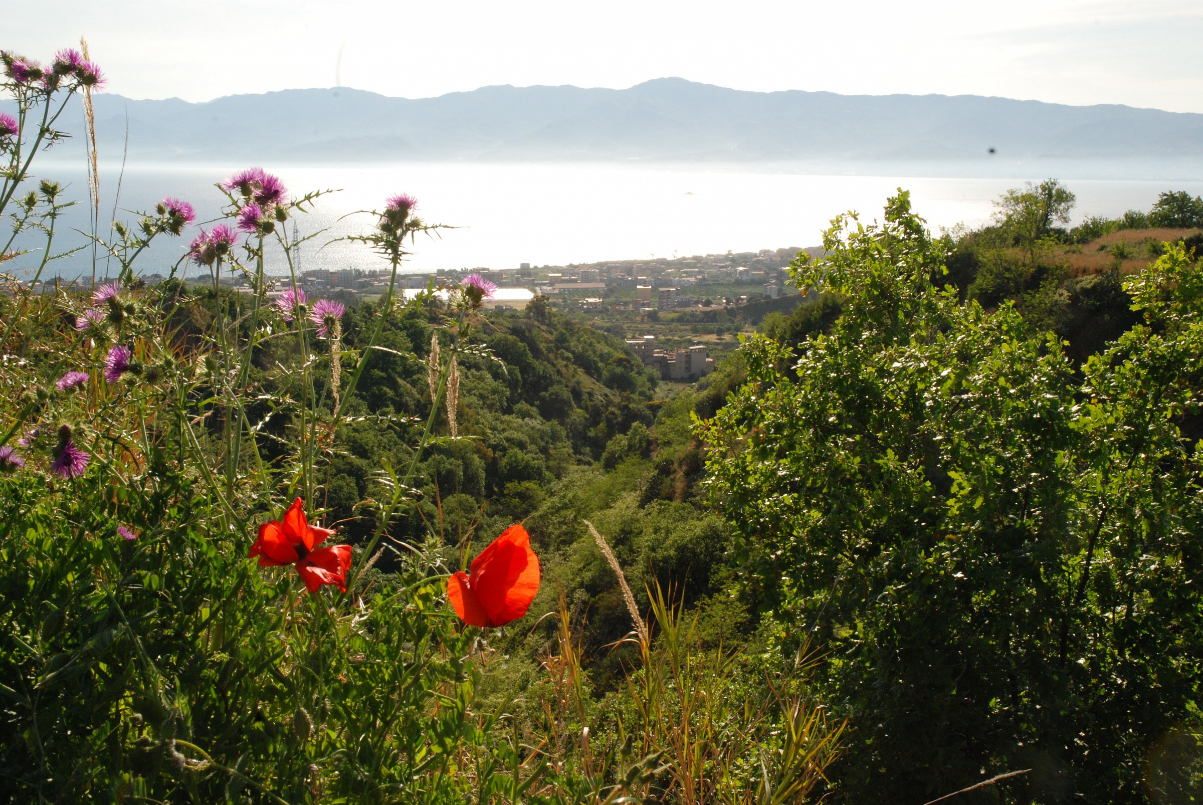Dietro il cespuglio 2
