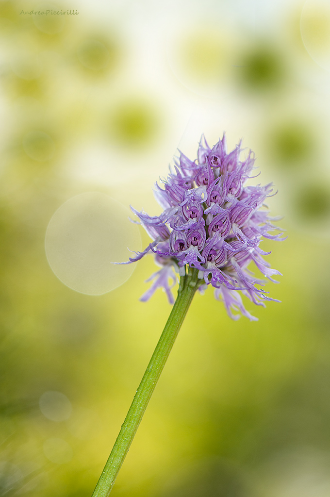 Orchis italica --Uomo naked
