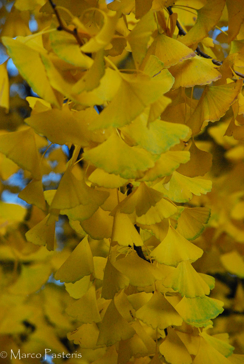 Una cascata di giallo
