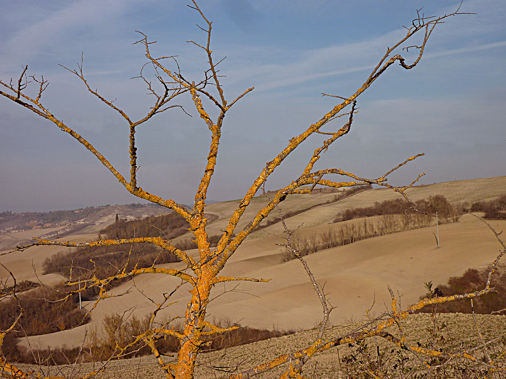 Crete senesi