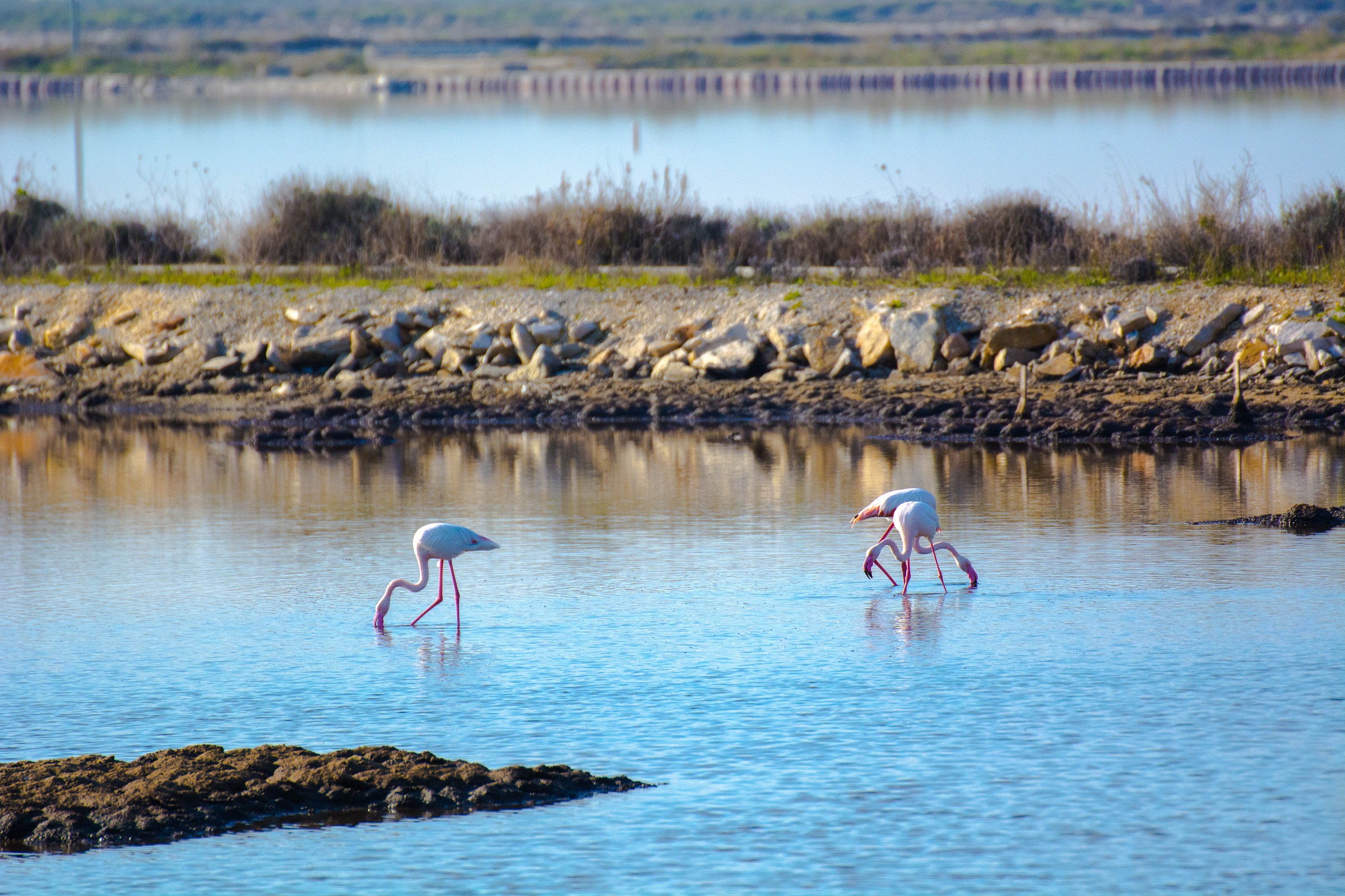 Saline and Flamingos (Margherita di Savoia)