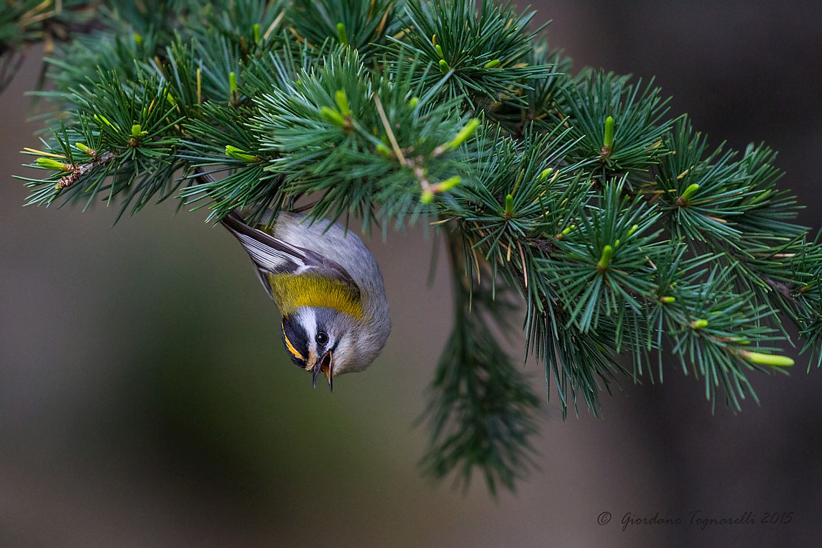 Fiorrancino-prova con luce al limite 100-400 serie II-