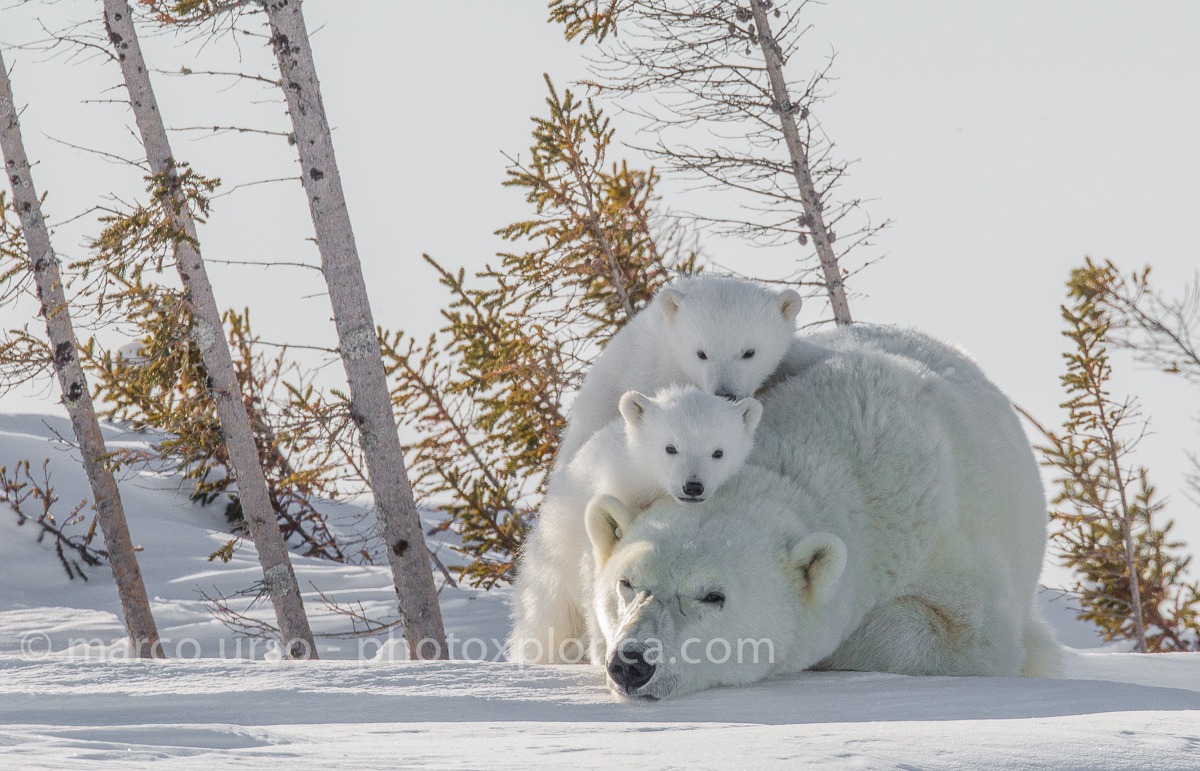 Churchill - Manitoba
