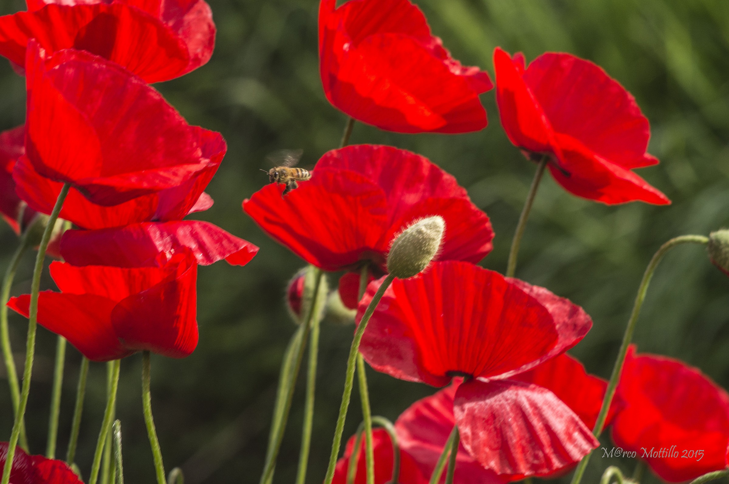 I spotted the Poppies