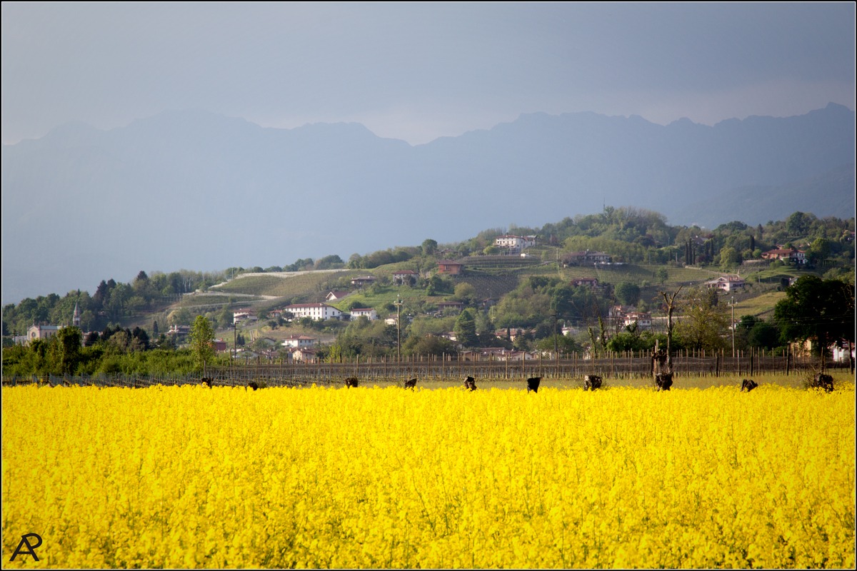 tra colza e colline
