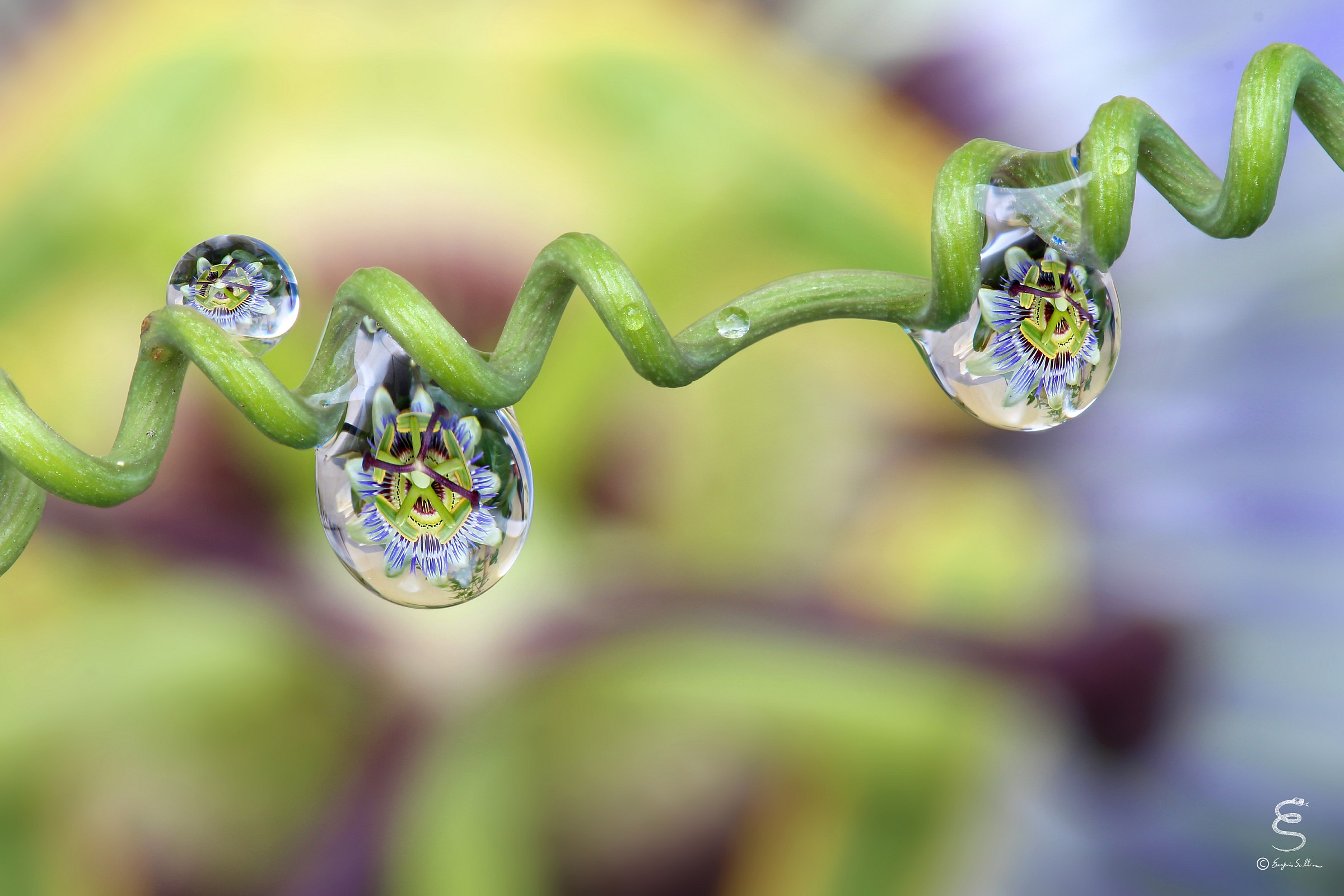 Passiflora reflected