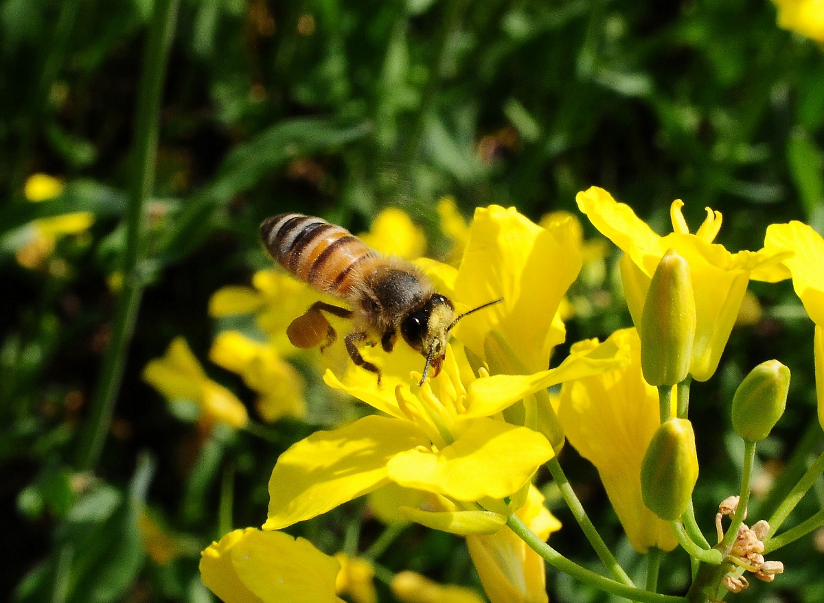 La borsa della spesa