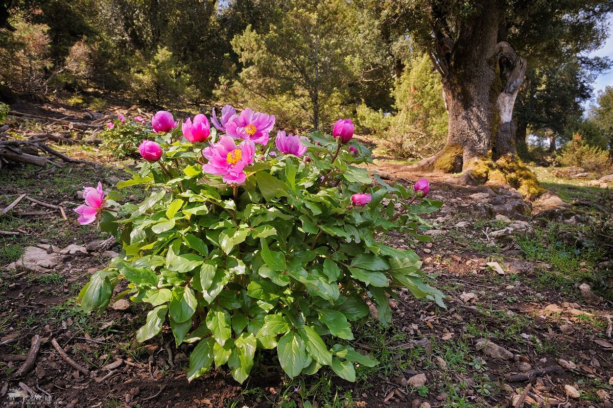 Cespuglio di Peonie